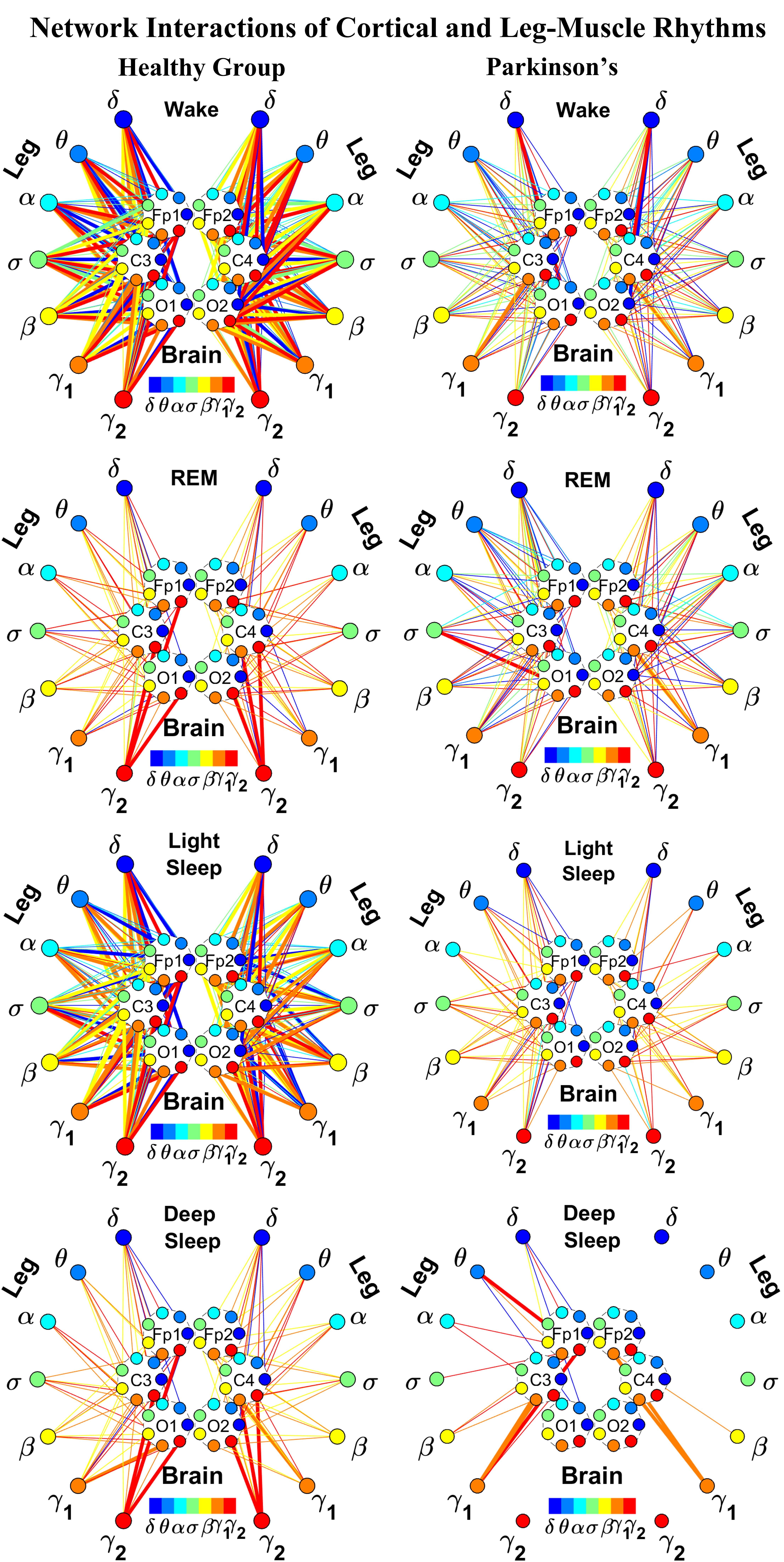 Dynamic networks of cortico-muscular interactions in sleep and neurodegenerative disorders